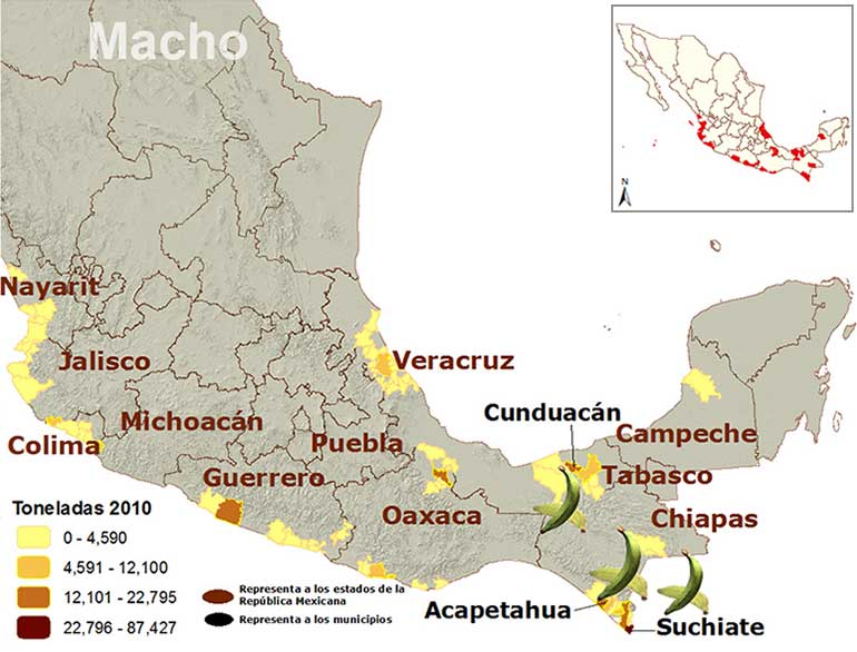 Mapa de los principales municipios productores de plátano macho