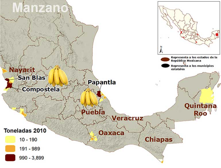 Mapa de los principales municipios productores de plátano manzano