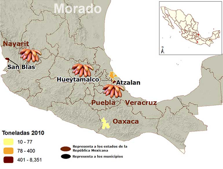 Mapa de los principales municipios productores de plátano morado