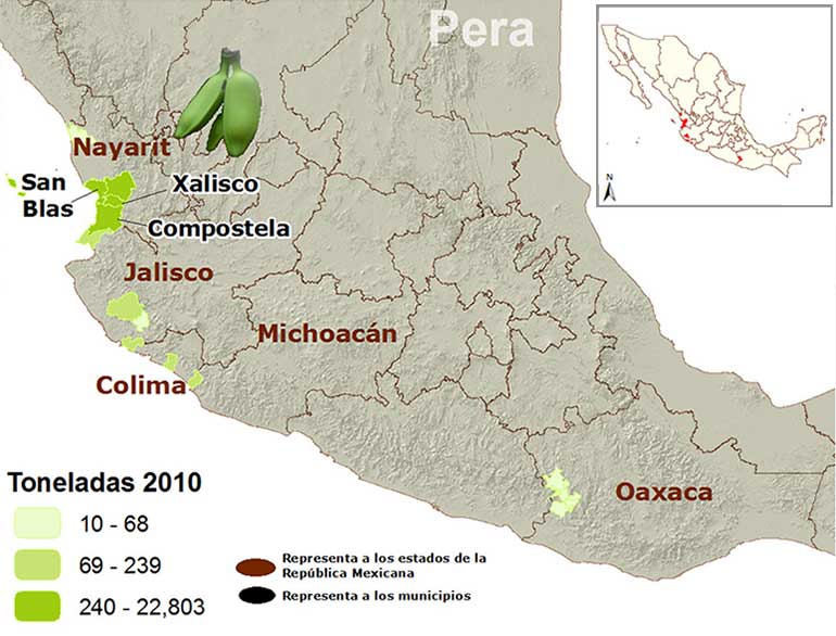 Mapa de los principales municipios productores de plátano pera