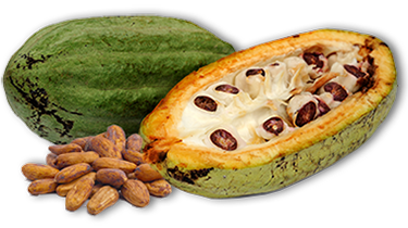Vaina de cacao abierta, mostrando las semillas en su interior