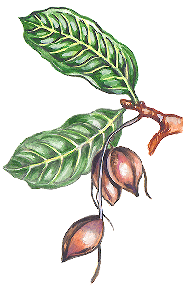 Ilustración de una rama del árbol del cacao con algunas flores